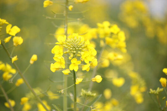 油菜花