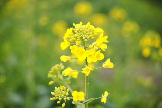 油菜花