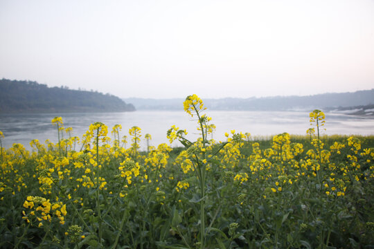 油菜花