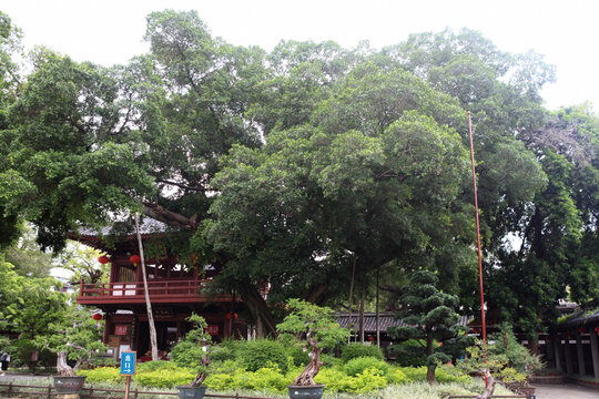 广州光孝寺