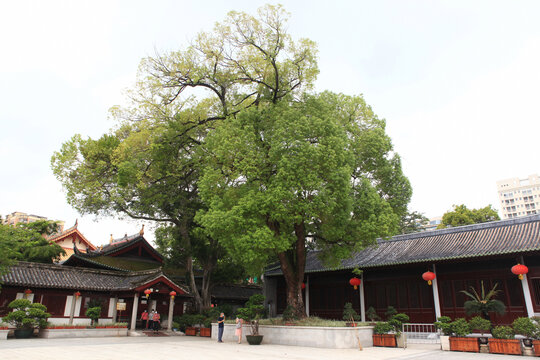 广州光孝寺风光