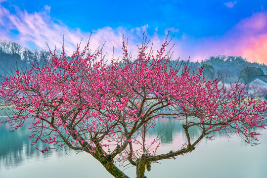 梅花树