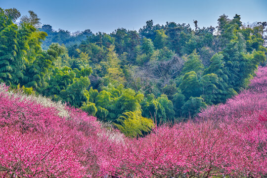 梅花树林