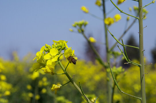 蜜蜂飞舞在油菜花上