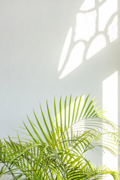 绿色植物与白色墙壁背景