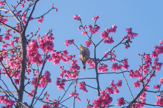 花枝小鸟