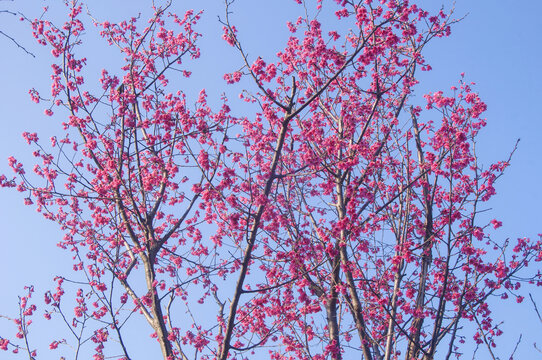 春天樱花花枝