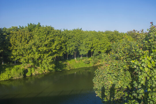 蓝溪水道绿岸树木