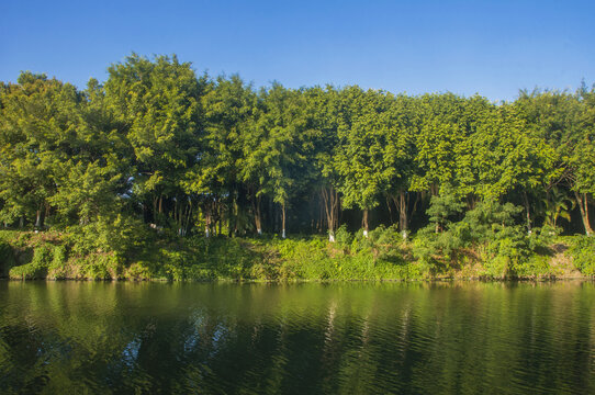 绿树林水岸