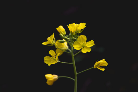 油菜花特写