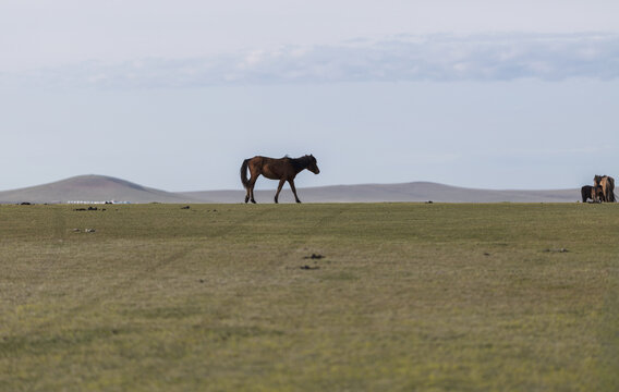 内蒙古大草原蒙古马