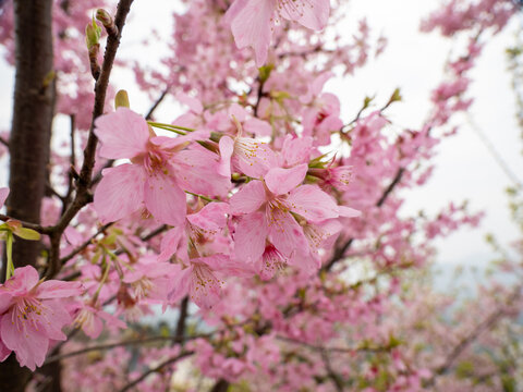 粉红色樱花