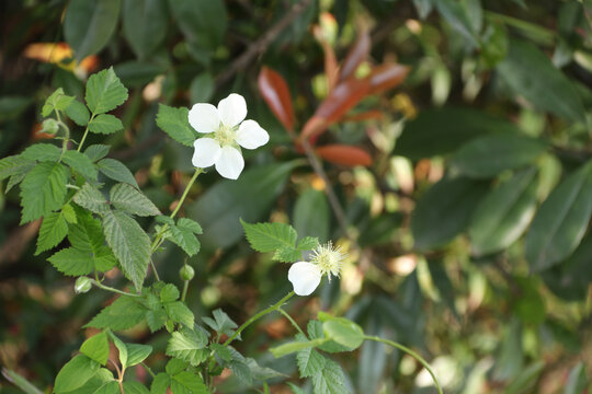 野刺梨花