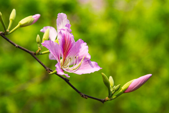 宫粉紫荆花朵