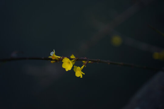 一朵小黄花迎春花