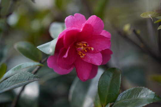 一朵粉红色花朵茶梅