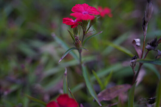 一朵石竹花小红花