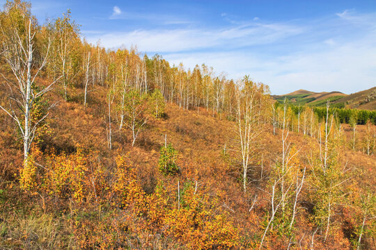 秋天山坡白桦树林