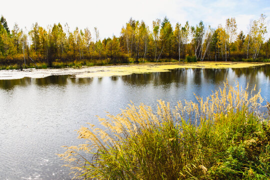 湿地池塘秋季树林