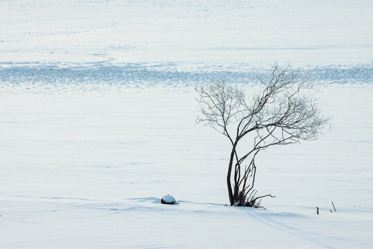 冬季雪原枯树一棵树