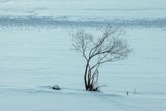 冬季雪原树木