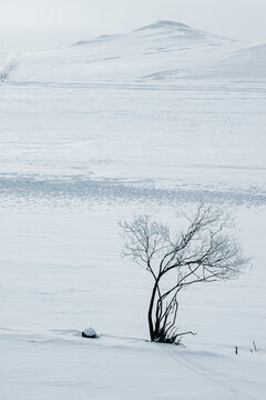 雪原一棵树