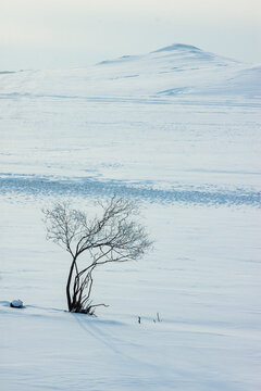 冬天北方雪原一棵树