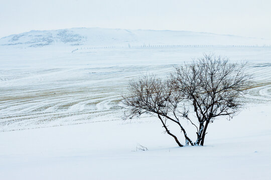 雪原雪地一棵树