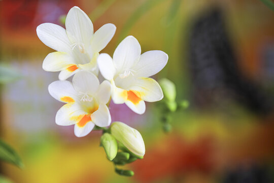 香雪兰花