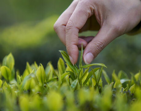 采茶独芽绿茶特写明前茶