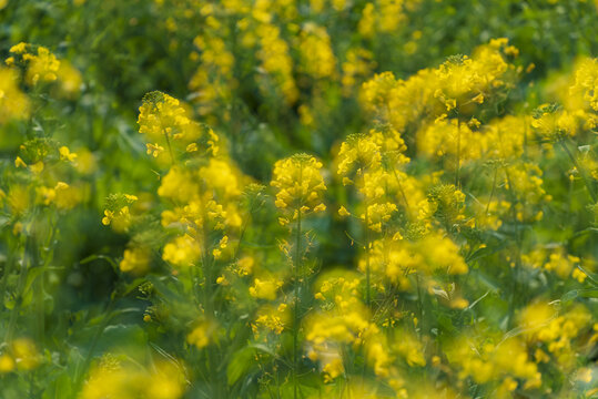 油菜花