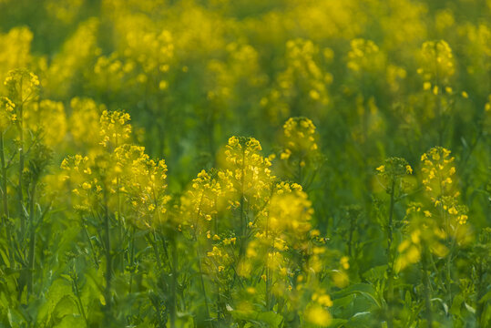 油菜花海