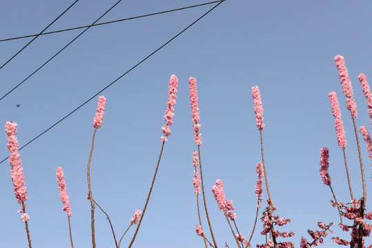 桃花枝枝