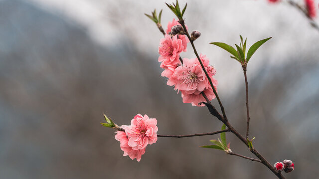 桃花