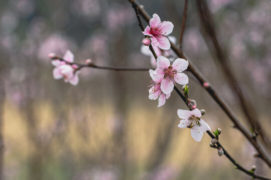 桃花