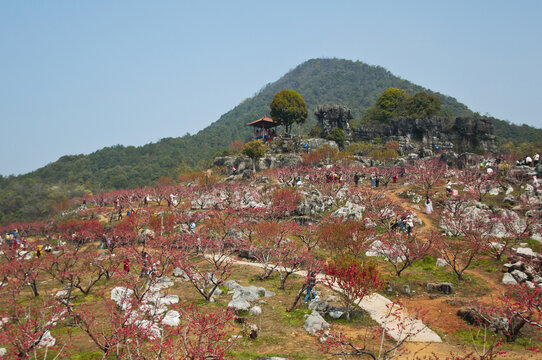 上坪古桃花