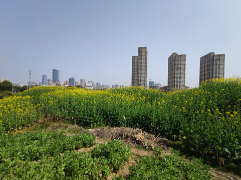 春天的田野