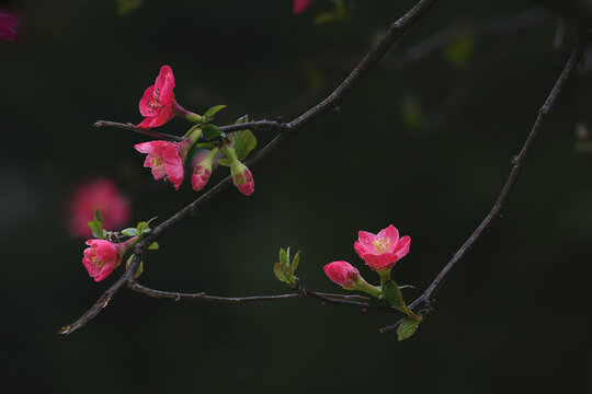 海棠花