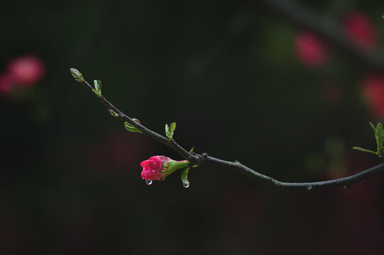 海棠花