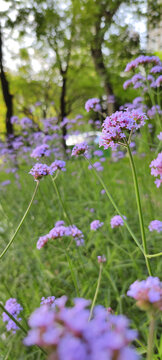 公园鲜花美景