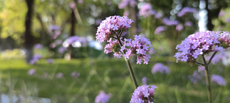 公园鲜花美景