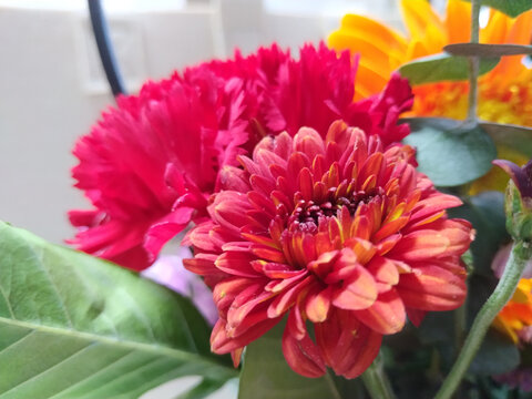 红色重瓣荷兰菊