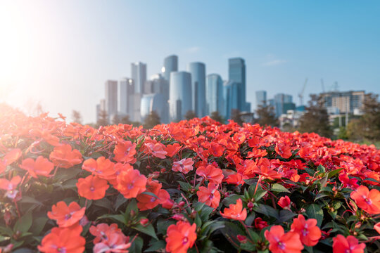 深圳桂湾公园与前海CBD