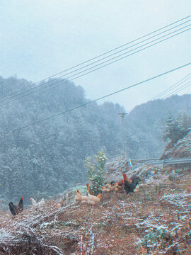 乡村雪景风光