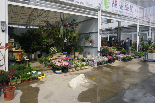 成都三圣乡花市花店前宠物狗