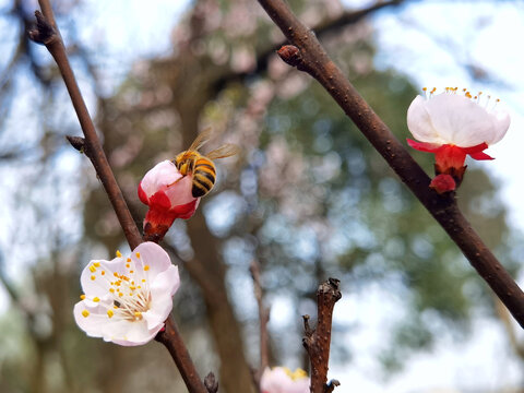 蜜蜂杏花