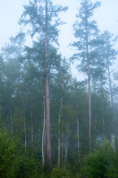 晨雾森林大树