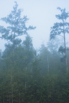 清晨晨雾森林大树