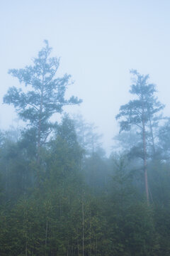 森林大雾