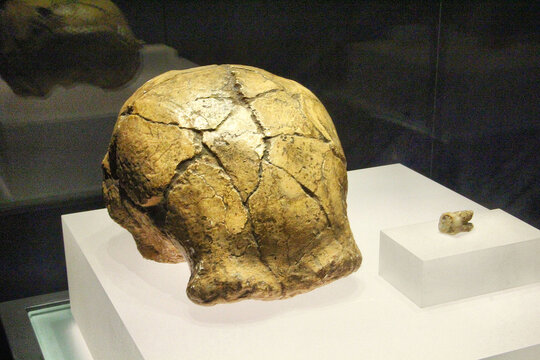 原始人头盖骨化石